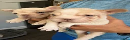 French Bulldog dogs for sale: Exotic French bulldog puppies/Health Tested Parent in Stoke-on-Trent - Advert 24