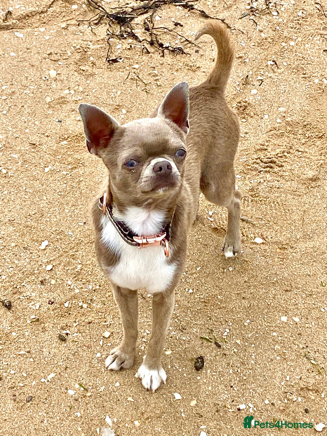 Chihuahua dogs for sale: Beautiful lilac female chihuahua Kc reg - Advert 1