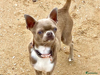 Chihuahua dogs Beautiful lilac female chihuahua Kc reg - Advert 3