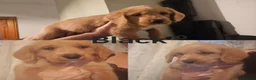 Australian Labradoodle dogs for sale: 🐾 7 Gorgeous Australian Labradoodle  - Advert 17