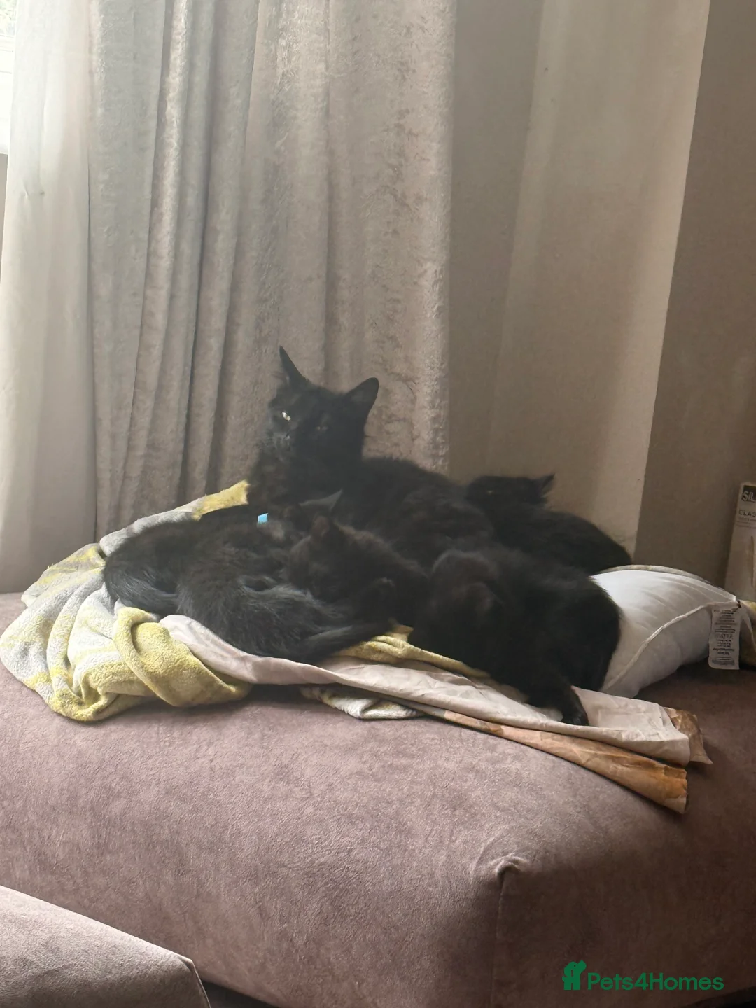 Mixed Breed cats for sale: Male kitten  - Advert 3