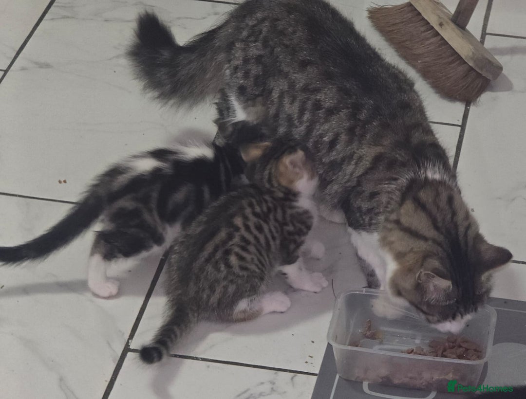 Maine Coon cats for sale: 4 beautiful  maine coon cross  kittens  - Image 8
