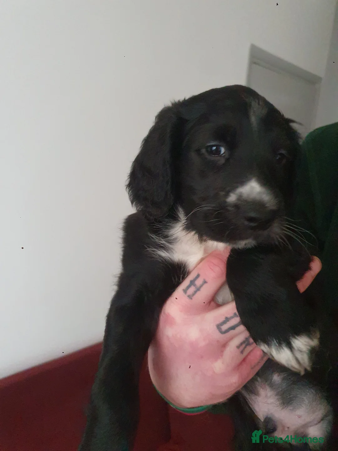 Mixed Breed dogs for sale: Gorgeous puppies for sale - Advert 2