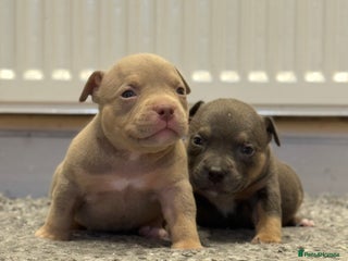 American Bully dogs American Pocket Bully Puppies - Advert 2