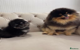 Pomeranian dogs for sale: Unique, extremely rare Pomeranian puppies ✨ - Image 6