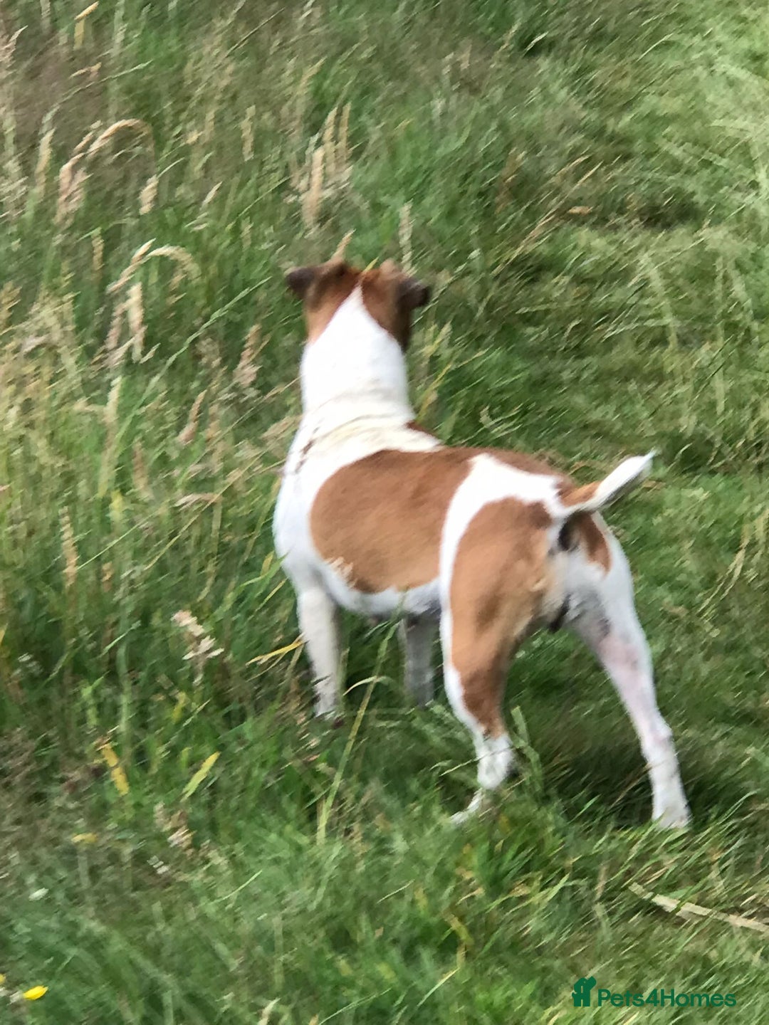 Plummer Terrier dogs for sale: Plummer terrier (bitch) - Image 2