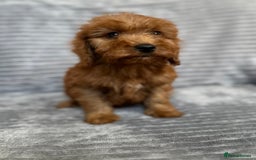 Cockapoo dogs for sale: Adorable Cockapoos looking for forever homes - Image 24