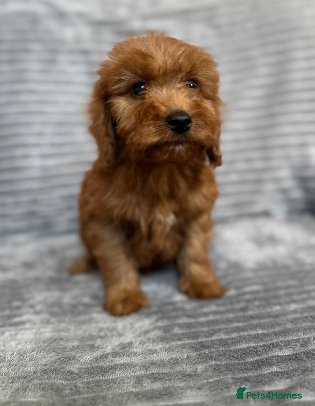 Cockapoo dogs for sale: Adorable Cockapoos looking for forever homes - Image 24