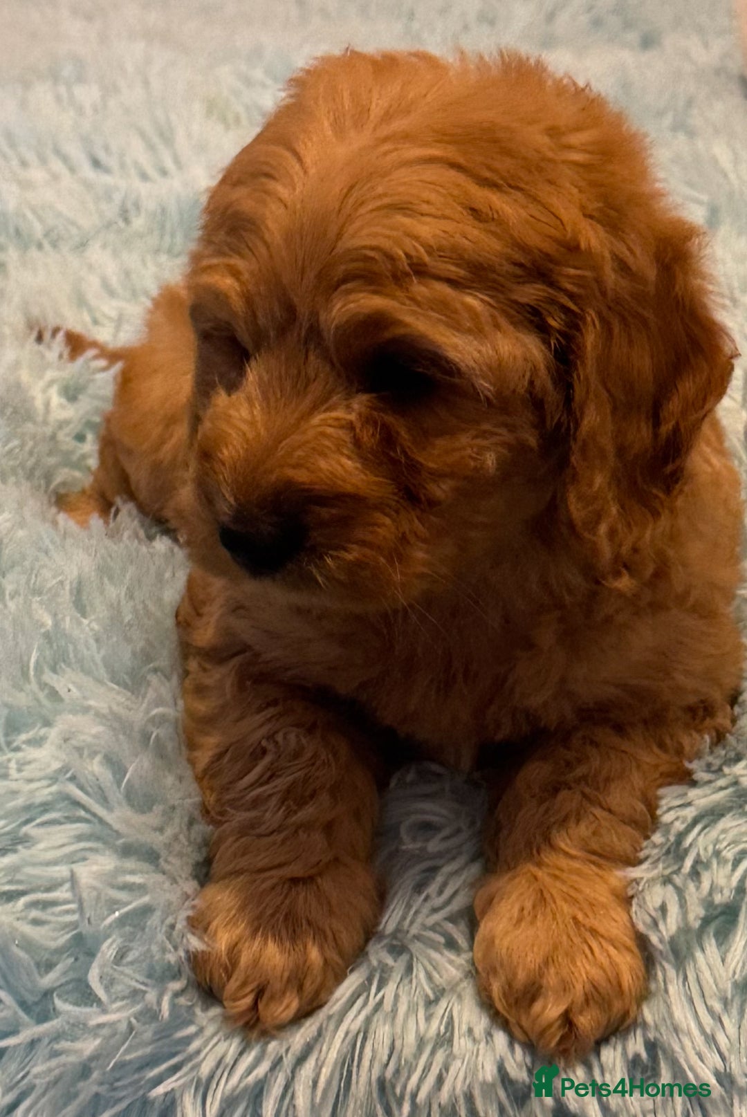 Cockapoo dogs for sale: Healthy Happy Stunning Cockapoo Puppies - Advert 4