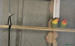 Lovebirds birds for sale: Proven pair of love birds  - Image 2