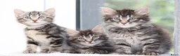 Mixed Breed cats for sale: 3 Lovely Kittens Ready to be Collected - Advert 12