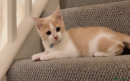 Mixed Breed cats for sale: Beautiful little boy - Image 5