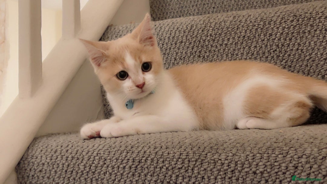 Mixed Breed cats for sale: Beautiful little boy - Image 5