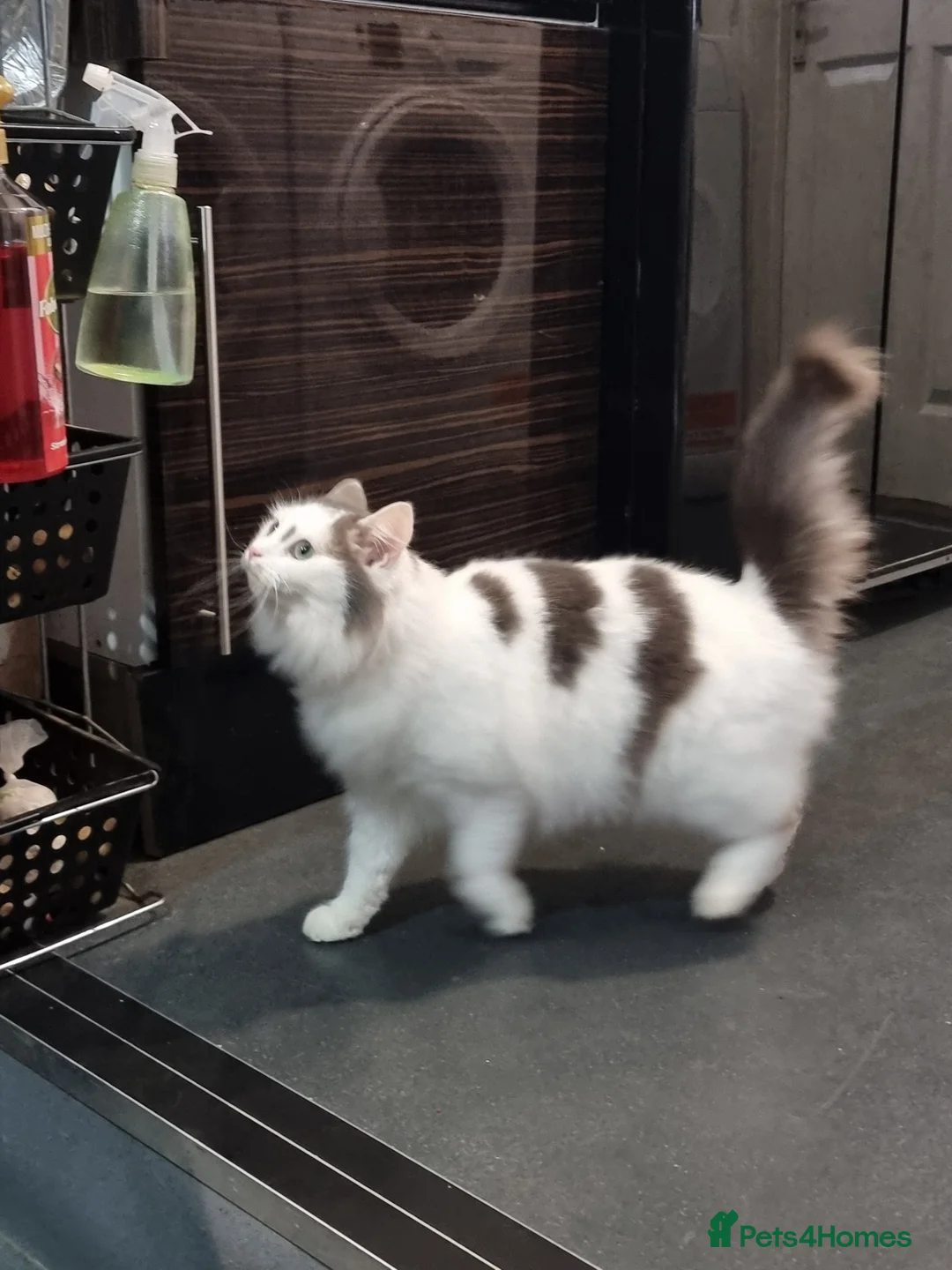 Mixed Breed cats for sale: Female cat - Advert 4