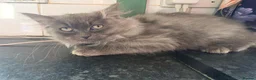 Mixed Breed cats for sale: Super fluffy ragdoll kittens. Cuddly teddy bears - Advert 23