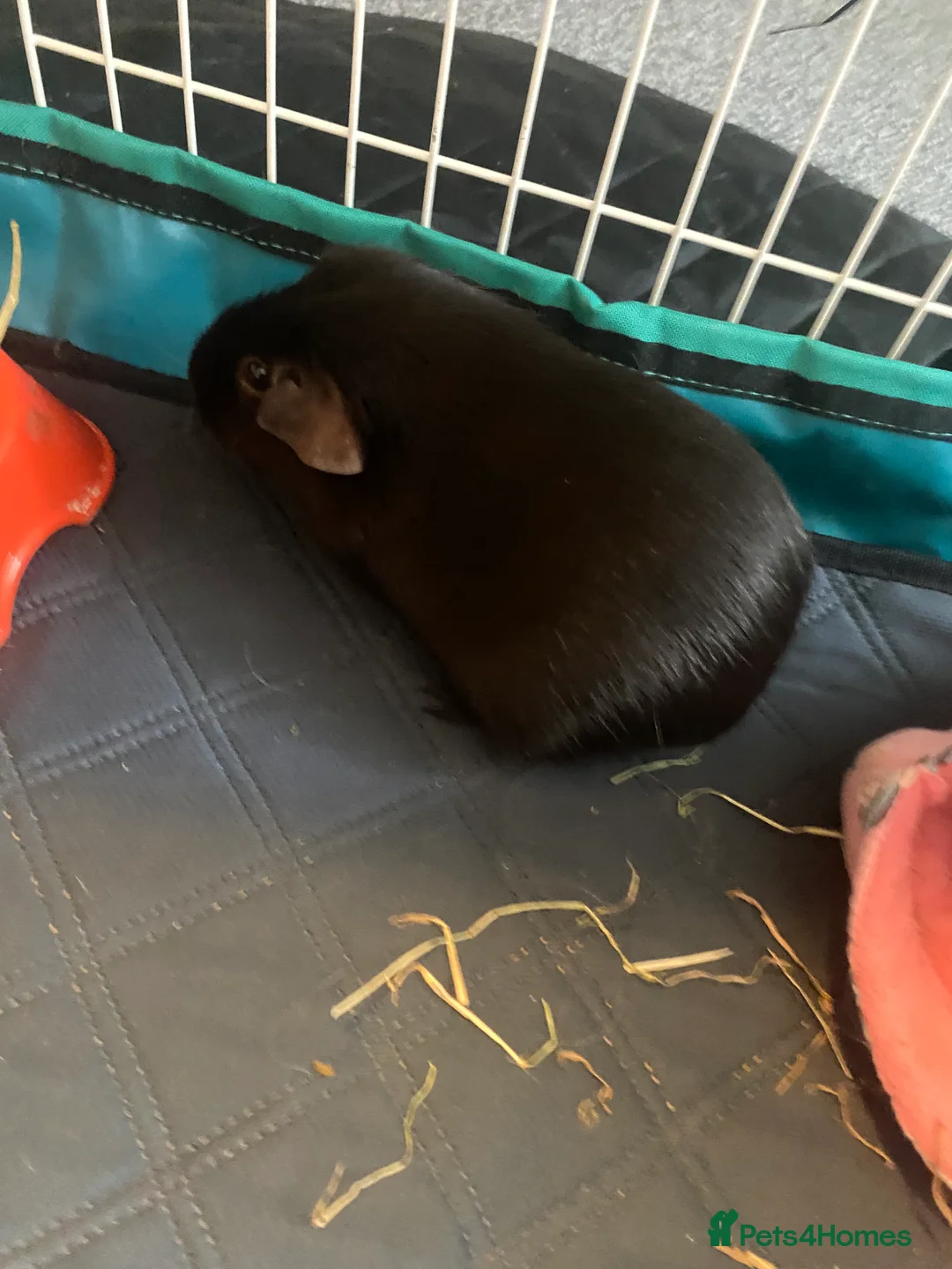 Mixed Breed rodents for sale: Trio of female Guinea pigs  - Advert 2