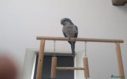 Parakeets birds for sale: Quaker parrots babies hand reared different colour - Image 3
