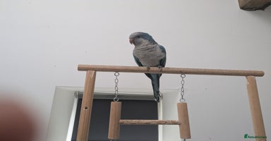Parakeets birds - Advert 8