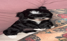Shihpoo dogs for sale: Gorgeous Shihpoo pups for sale  - Image 9