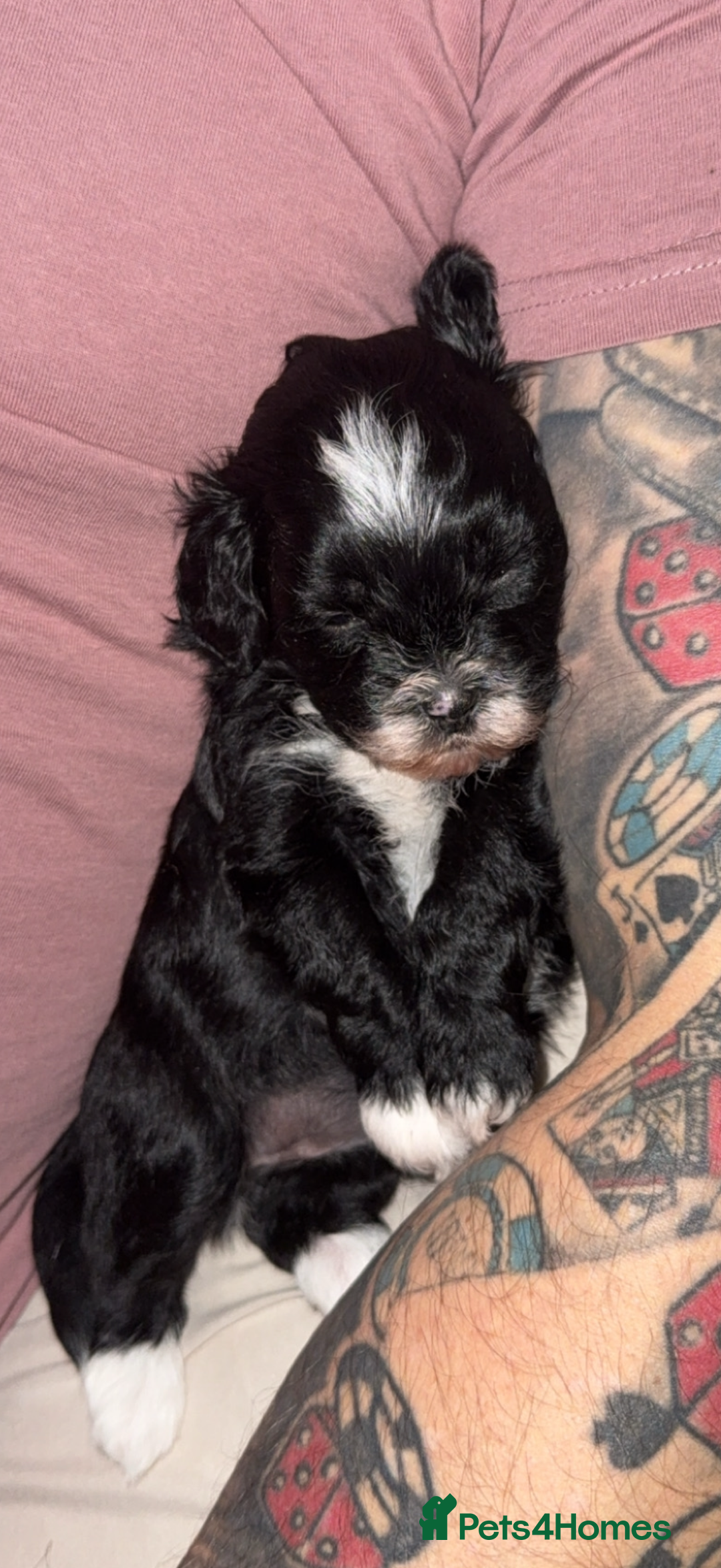 Shihpoo dogs for sale: Gorgeous Shihpoo pups for sale  - Image 9