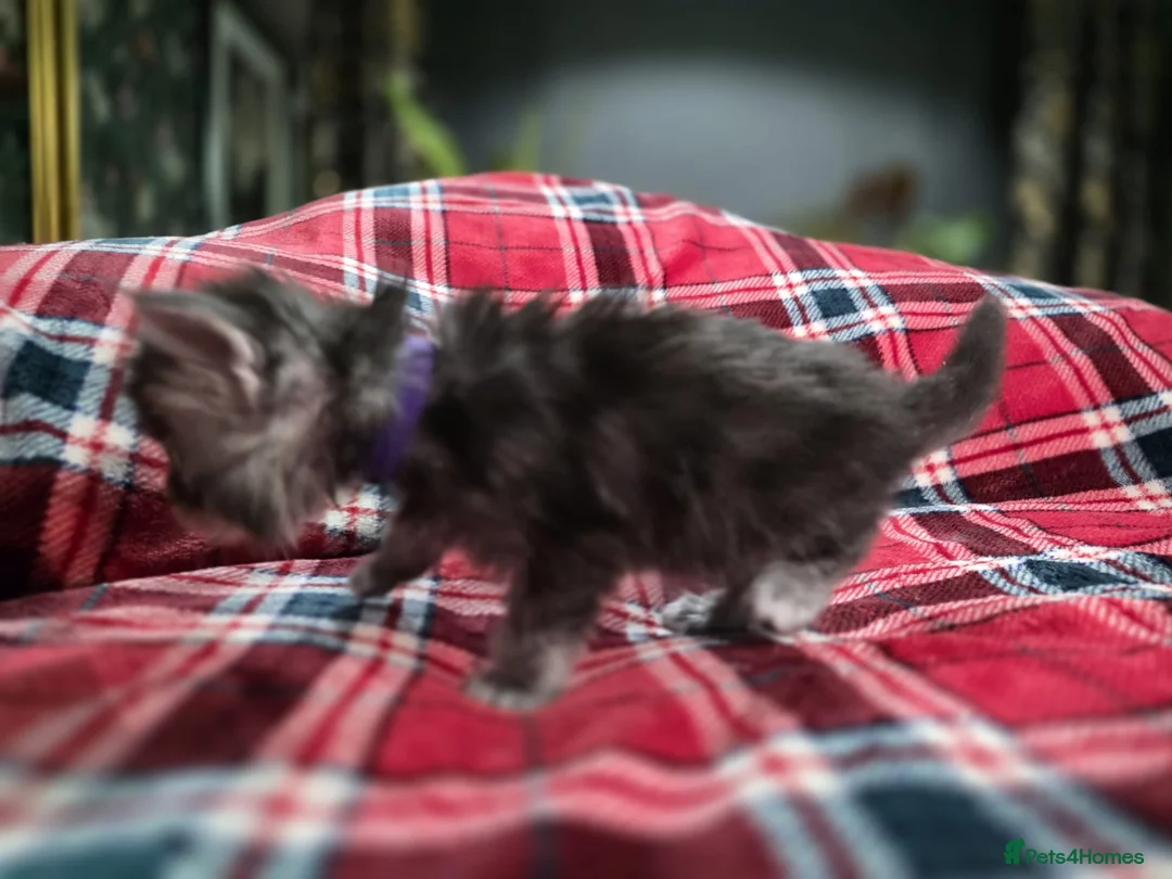 Maine Coon cats for sale: TICA registered Russian lineage Maine coon kittens - Advert 29