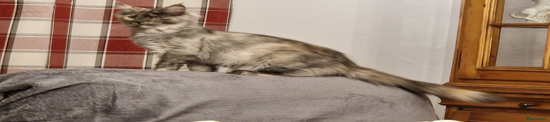 Maine Coon Kitten 3