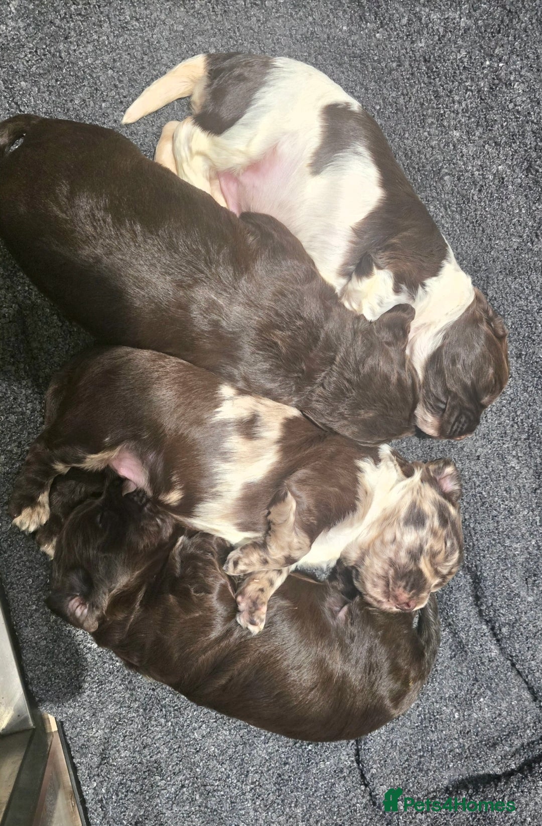 Cocker Spaniel dogs for sale: Cocker Spaniel puppies - Advert 14