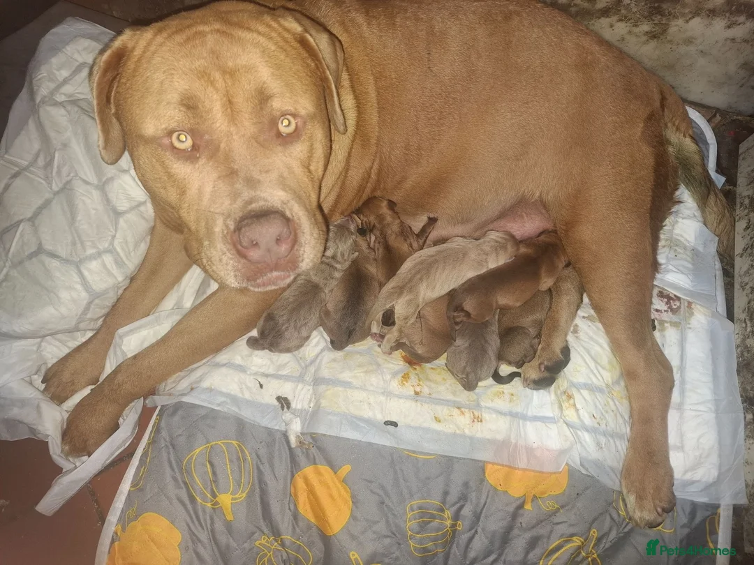 Rottweiler dogs for sale: 🐾 Unique & Gorgeous Shepweiler Mastiff Pups! 🐾 in Salisbury - Advert 1
