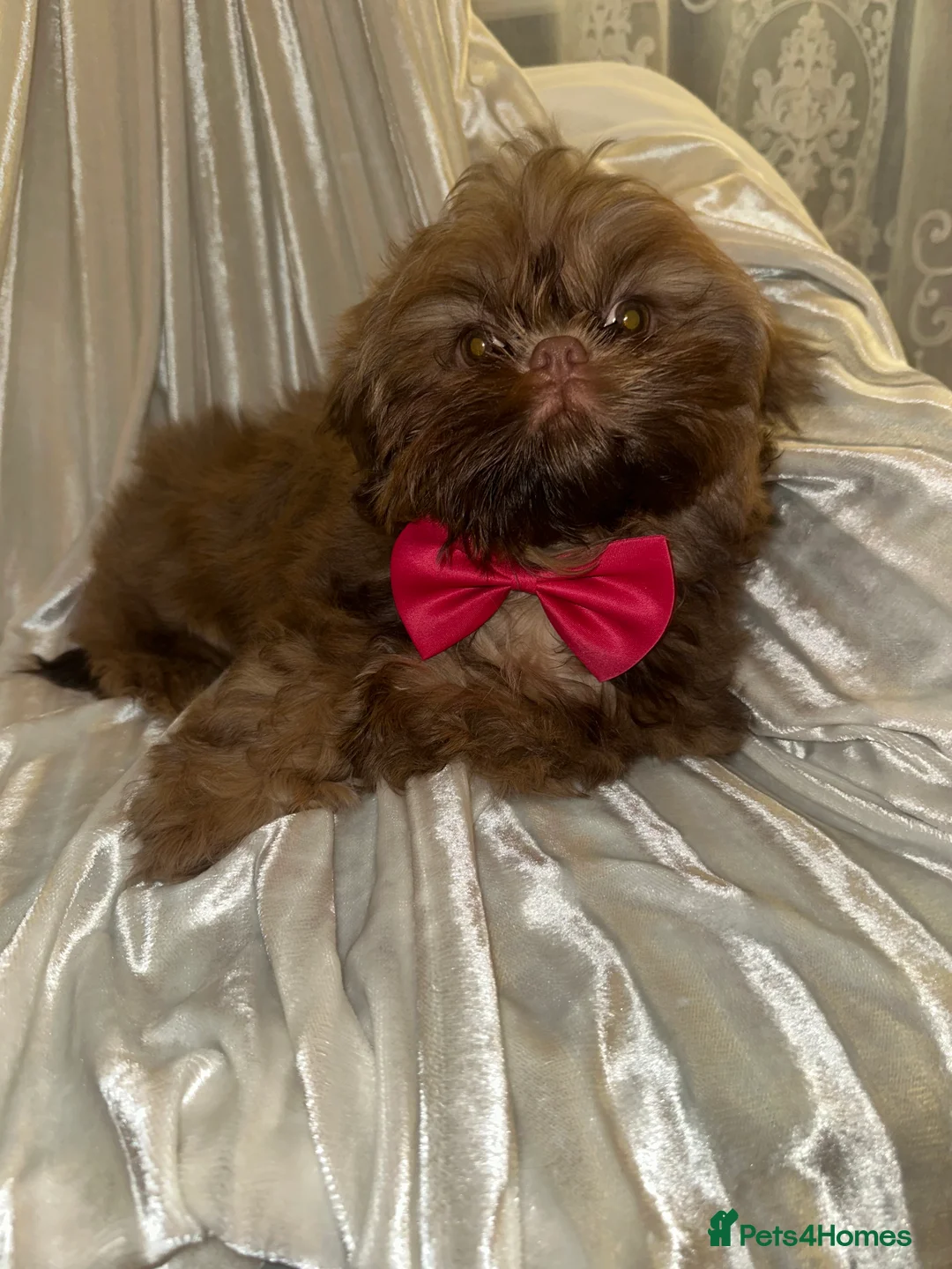 Shih Tzu dogs for sale:  Liver nosed chocolate orange Karashishi Shih tzu  - Advert 10