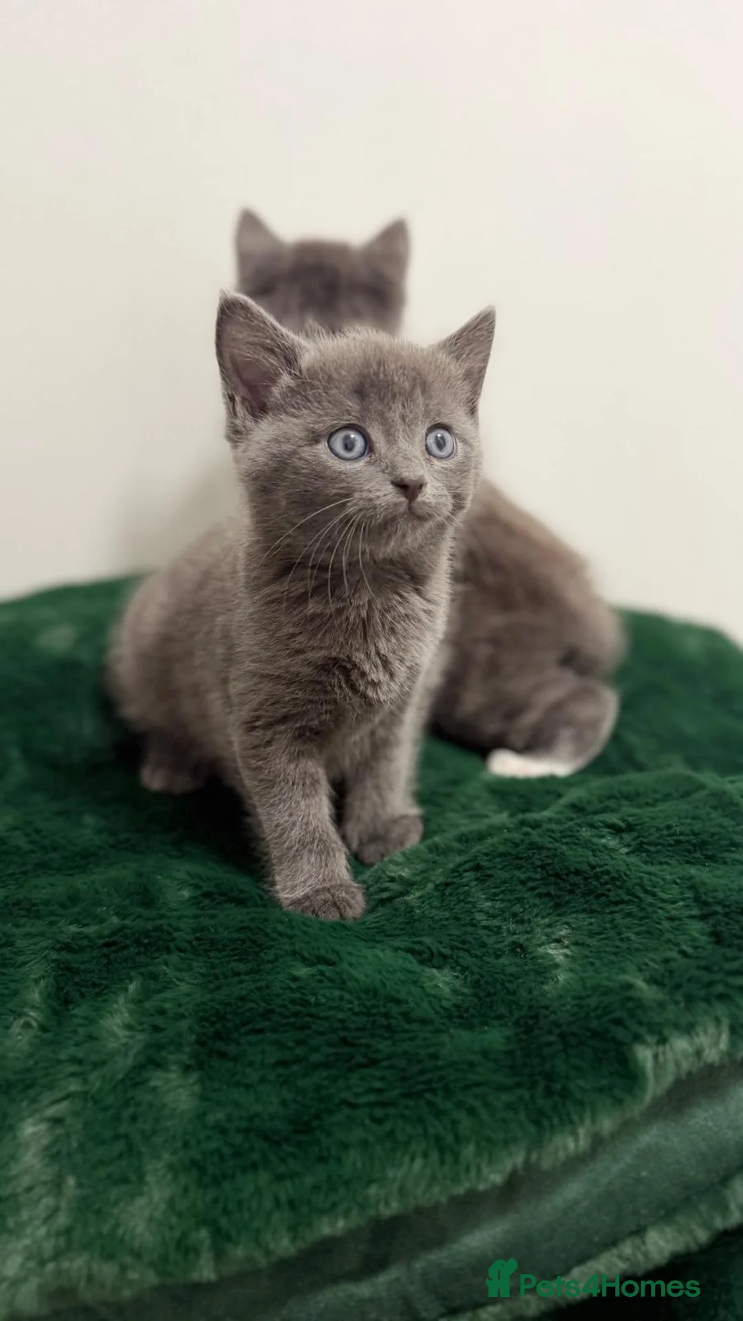 Mixed Breed cats for sale: British shorthaired x ragdoll  - Advert 1