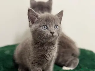 Mixed Breed cats British shorthaired x ragdoll - Advert 1