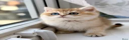 British Shorthair cats for sale: Golden odd eye BSH kitten - Advert 6