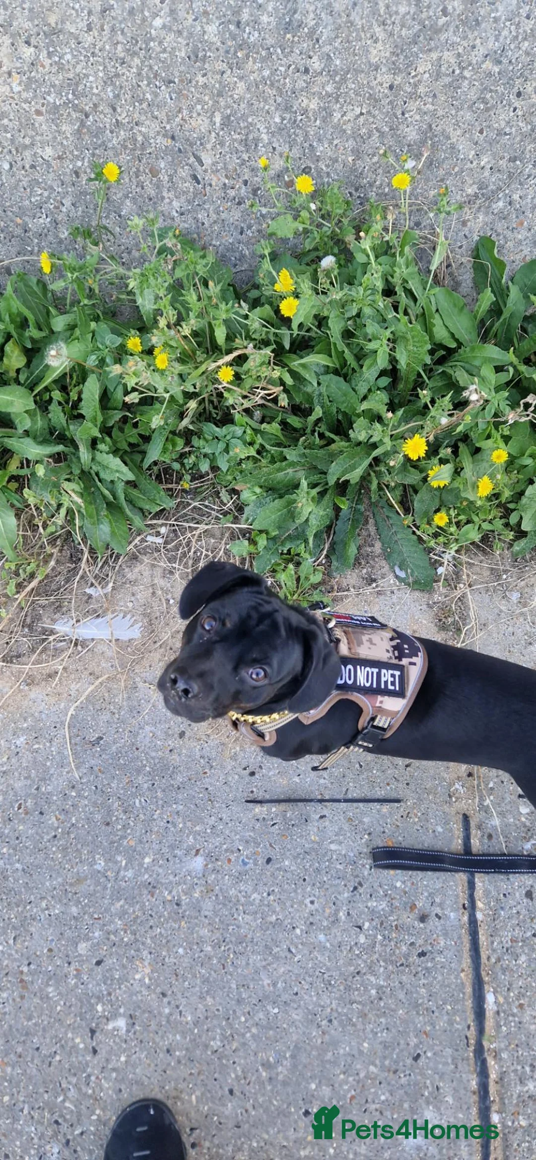 Mixed Breed dogs for sale: Dachshund mix needs rehome - Advert 4