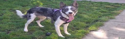 Border Collie dogs for adoption: Gorgeous Collie For Adoption - Advert 1