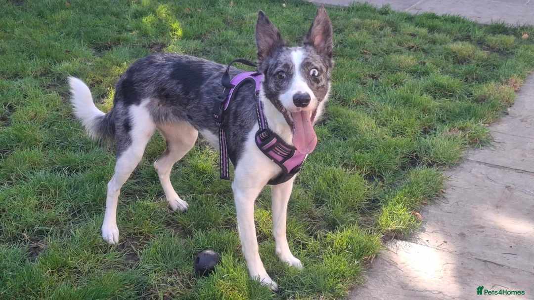 Border Collie dogs for adoption: Gorgeous Collie For Adoption - Advert 1