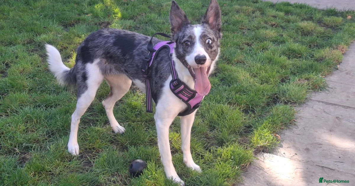 Border Topp Border Collie Dogs for adoption in Farnham, Hampshire | Pets4Homes