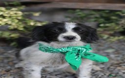 Mixed Breed dogs for adoption: 💖🐶 LOLLY & JOLIE 🐶💖 - Image 14