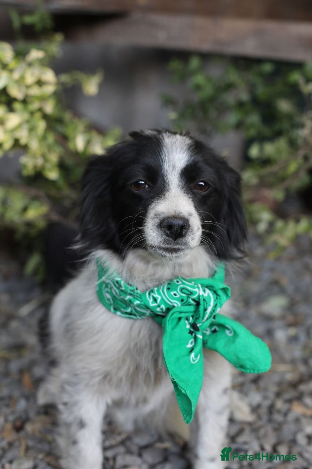Mixed Breed dogs for adoption: 💖🐶 LOLLY & JOLIE 🐶💖 - Image 14