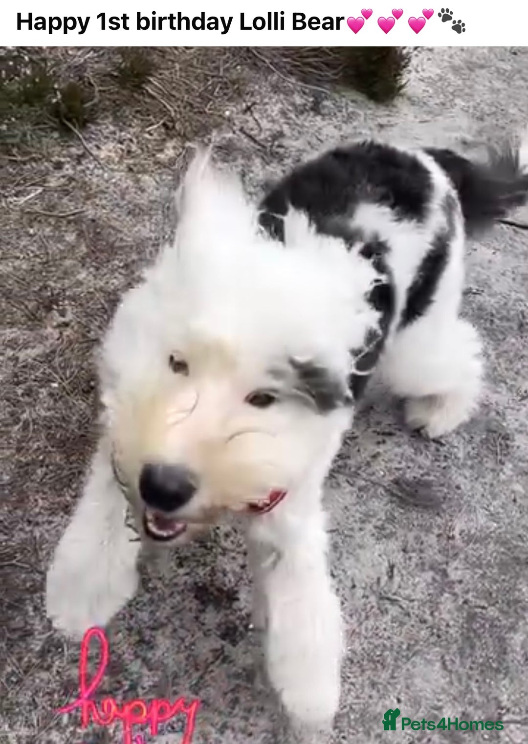 Sheepadoodle dogs for sale: Medium Size Sheepadoodle F1b.  - Advert 22