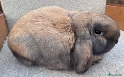 Dwarf Lop rabbits for sale: Dwarf Lop Youngsters  - Image 6