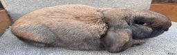 Dwarf Lop rabbits for sale: Dwarf Lop Youngsters  - Advert 6