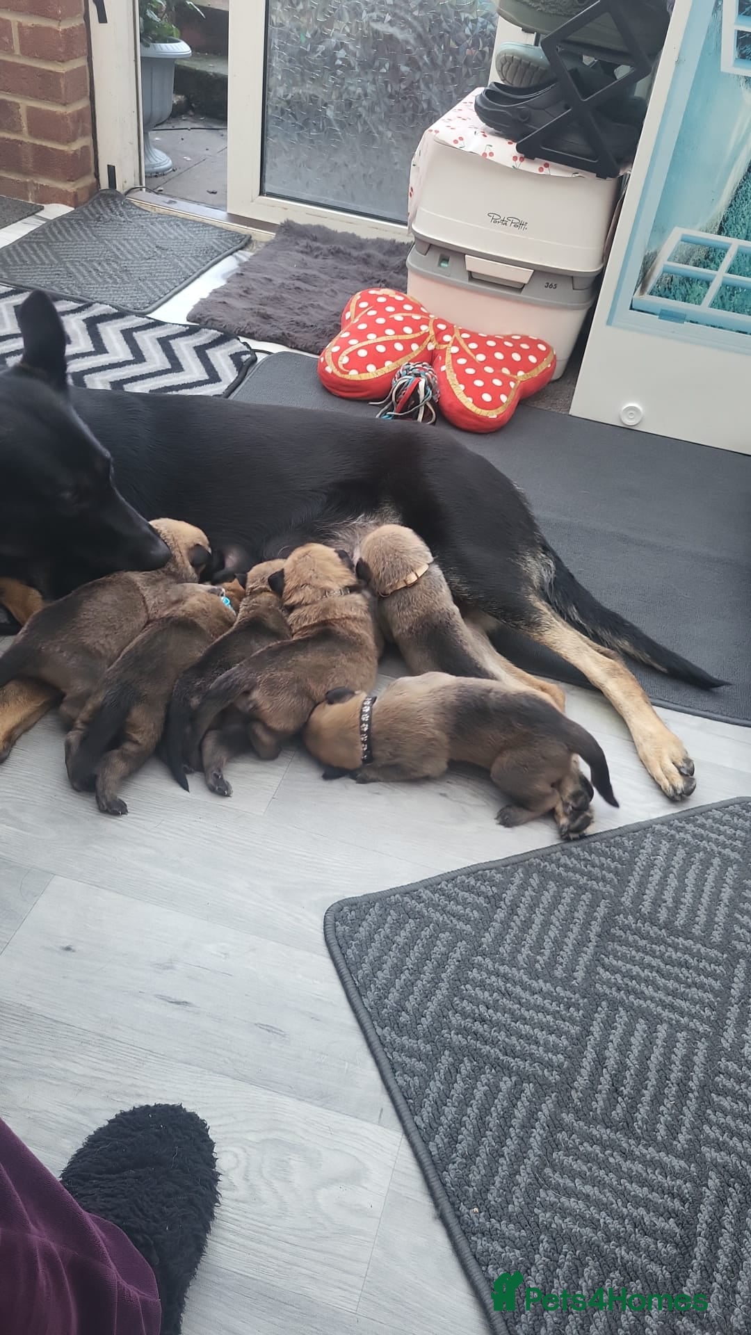 Mixed Breed dogs for sale: Beautiful Malinois × German Shepherd puppies  - Advert 2