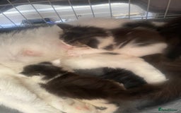 Maine Coon cats for sale: Pedigree Maine coon kittens - Image 7