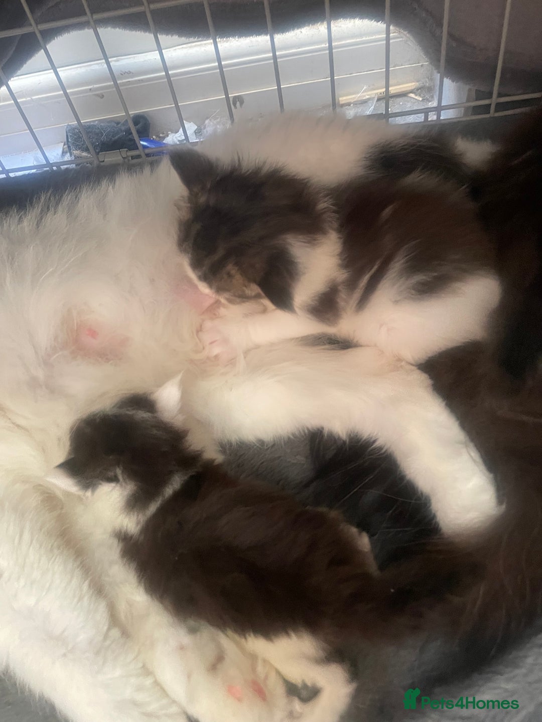 Maine Coon cats for sale: Pedigree Maine coon kittens - Image 7