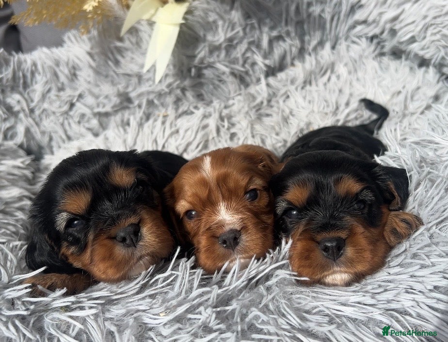 Cavalier King Charles Spaniel dogs beautiful cavalier King Charles puppies  - Advert 1