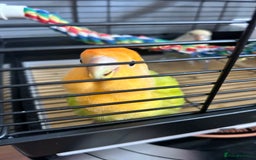 Lovebirds birds for sale: Bonded Pair of Lovebirds  - Image 5