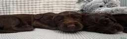 Cocker Spaniel dogs for sale: Puppys for sale in Ashford - Advert 5