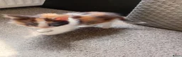 Mixed Breed cats for sale: Miss Jolanta - Advert 6