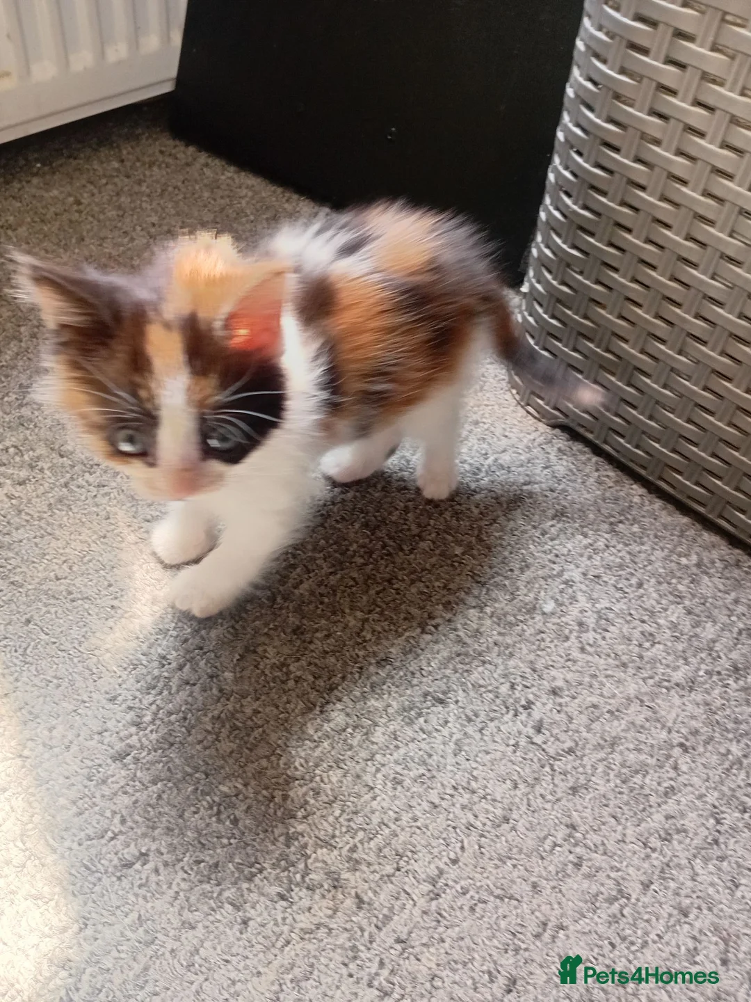 Mixed Breed cats for sale: Miss Jolanta - Advert 6