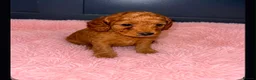 Cockapoo dogs for sale: F1BB Cockapoo Puppies , - Advert 7